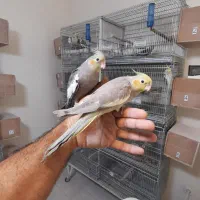 جوجه عروس کاملا رام و دستی|پرنده|پردیس, فاز ۱۱|دیوار