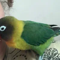 پرنده عروس هلندی طوطی برزیلی|پرنده|محمدیه-قزوین, |دیوار