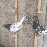 کفتر جفت کله