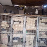 تعدادی سبزبازیکن کلایی