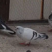 شامی گمشده