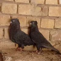 کفتر|پرنده|گلپایگان, |دیوار