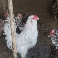 تخم مرغ نطفه دارگلین وطوسی