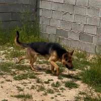 سگ ژرمن ورک