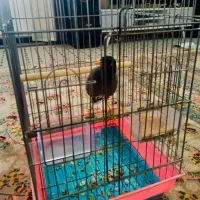 مرغ مینا|پرنده|بیستون, |دیوار