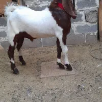 فروش. کهره چکل دورگ پاکستانی اصل