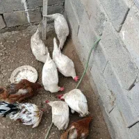 3تا مرغ سفید جوان