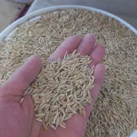 جو دیم تمیز یک تن برای کاشت عالی کیسه شده آماده
