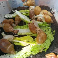 حلزون فروش فوری فوتی