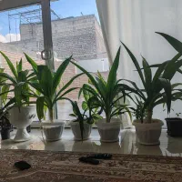 فروش گل اشک ملکه|گل و گیاه طبیعی|مبارکه, |دیوار