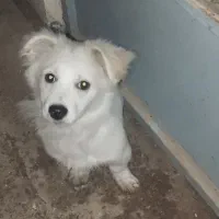 واگذاری سگ|سگ|برخوار, |دیوار