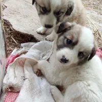 سه قلاده سگ دوماهه نژاد مادر نگهبان بسیار زیبا و