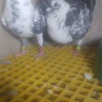 بزک کفتر کبوتر سینه سفید