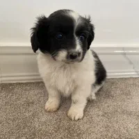 سگ دوماهه|سگ|شهرضا, |دیوار