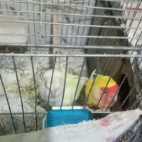 طوطی برزیلی جفت مولد رام