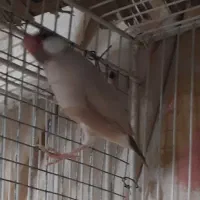فنچ نرگسی شکلاتی بالغ نر
