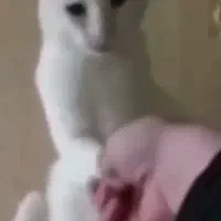 گپ روبیکام گرک