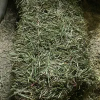 یونجه با کیفیت