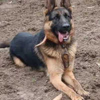 سگ  ژرمن  1.5 ساله|سگ|کیاشهر, |دیوار