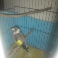 سهره زاده قفس