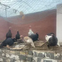 فروش بوقلمون و اردک محلی در سنگسر|حیوانات مزرعه|مهدی شهر, |دیوار