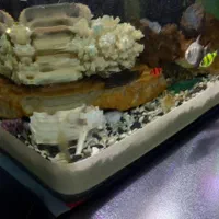 اِکواریوم باتمامیلوازم لوکسوماهی|ماهی|تبریز, |دیوار