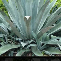 گل آگاو سبز آمریکایی