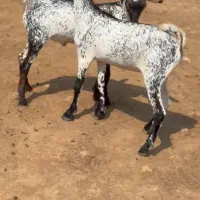 بره و میش آفریقایی|حیوانات مزرعه|رشت, کوی مهر|دیوار