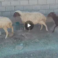 میش ا