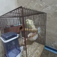 مرغ عشق پروانه ای