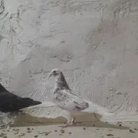 ۴عدد کبوتر شازده