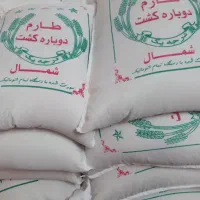 برنج طارم کشت دوم