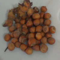 گردو و فندق درجه ۱ گیلان،یلاقی|خوردنی و آشامیدنی|قم, کلهری|دیوار