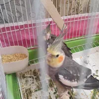 عروس هلندی گمشده