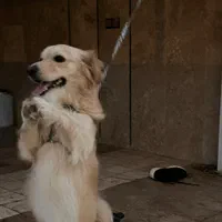 سگ گلدن اشپیتز