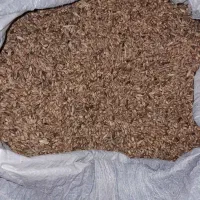 گندم فروشی