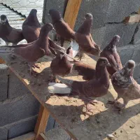 کبوتر سرخ ساعت سنگین