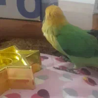 طوطی برزیلی دستی بدون قفس