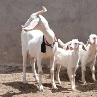 شاه بز دوقلوزا