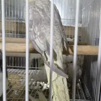 عروس هلندی|پرنده|سبزوار, امام خمینی (ناوی)|دیوار