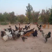 مرغ و بوقلمون|حیوانات مزرعه|دزفول, |دیوار