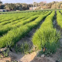 نهال زرد ۴ کیلوقرمز ۵ کیلو آماده کاشت