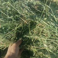 یونجه یا بیده|لوازم جانبی حیوانات|جوین, |دیوار