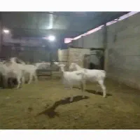 بز کهره سانن|حیوانات مزرعه|جهرم, |دیوار
