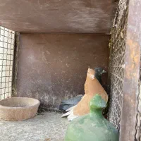 کبوتر پرشی|پرنده|تهران, باغ خزانه|دیوار