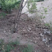 کود گاوی
