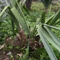 آگهی گل یوکا و سیکاس و‌بابا آدم در همه ابعاد|گل و گیاه طبیعی|رویان, |دیوار