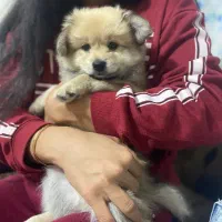 توله پامر معاوضه