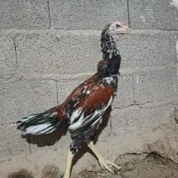 خروس مرغ و جوجه|حیوانات مزرعه|بندر دیر, |دیوار