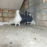 کفتر پلاکی دسته رسید